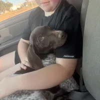 blue collar , a male German Shorthaired Pointer for sale in Hesperia, CA – Photo 2 of 10