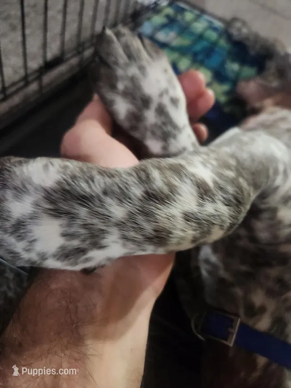 blue collar , a male German Shorthaired Pointer for sale in Hesperia, CA – Photo 1 of 6