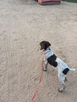 blue collar , a male German Shorthaired Pointer for sale in Hesperia, CA – Photo 7 of 10