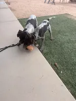 blue collar , a male German Shorthaired Pointer for sale in Hesperia, CA – Photo 10 of 10