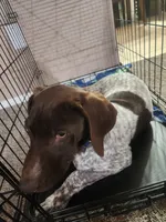 blue collar , a male German Shorthaired Pointer for sale in Hesperia, CA – Photo 3 of 6