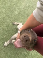 blue collar , a male German Shorthaired Pointer for sale in Hesperia, CA – Photo 8 of 10