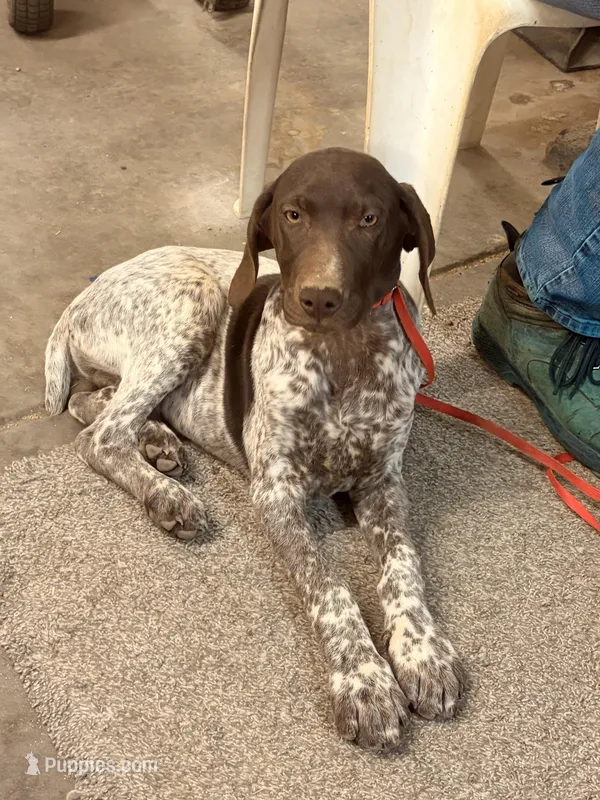 blue collar  – German Shorthaired Pointer puppy for sale in Hesperia, CA