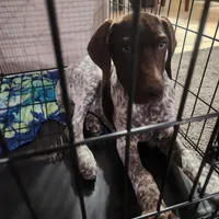 blue collar , a male German Shorthaired Pointer for sale in Hesperia, CA – Photo 4 of 10