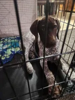 blue collar , a male German Shorthaired Pointer for sale in Hesperia, CA – Photo 2 of 6