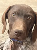 blue collar , a male German Shorthaired Pointer for sale in Hesperia, CA – Photo 6 of 10