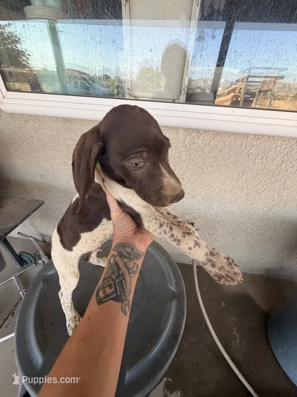 blue collar – German Shorthaired Pointer puppy for sale in Hesperia, CA