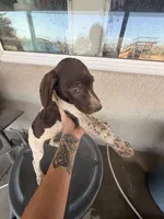 blue collar, a male German Shorthaired Pointer for sale in Hesperia, CA – 1 of 8
