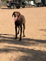 Cinnamon , a female German Shorthaired Pointer for sale in Hesperia, CA – 4 of 8