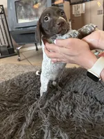 Coco, a  German Shorthaired Pointer for sale in Hesperia, CA – 4 of 10