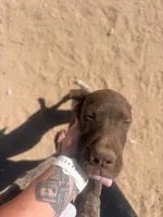 gray collar, a male German Shorthaired Pointer for sale in Hesperia, CA – 7 of 7