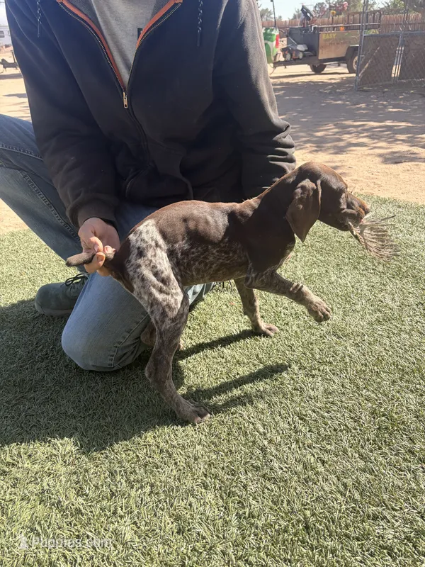 forest green – German Shorthaired Pointer puppy for sale in Hesperia, CA