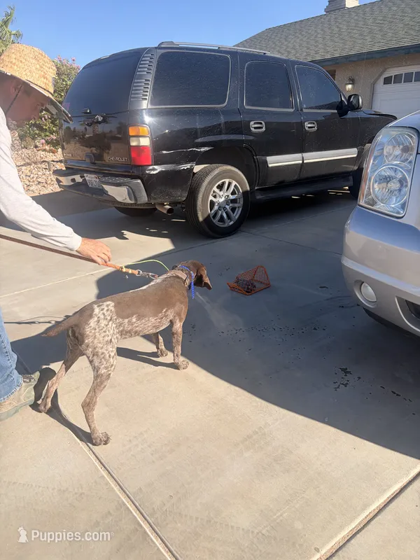 gray collar – German Shorthaired Pointer puppy for sale in Hesperia, CA