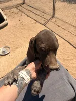 forest green, a male German Shorthaired Pointer for sale in Hesperia, CA – 4 of 5
