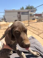 gray collar, a male German Shorthaired Pointer for sale in Hesperia, CA – 4 of 5