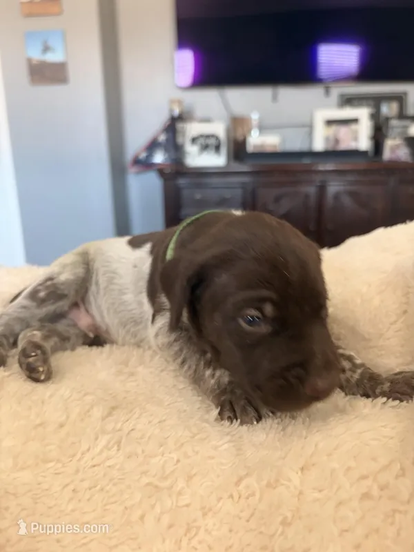 green collar – German Shorthaired Pointer puppy for sale in Hesperia, CA