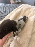 green collar, a male German Shorthaired Pointer for sale in Hesperia, CA – Photo 2 of 4