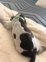 green collar, a male German Shorthaired Pointer for sale in Hesperia, CA – Photo 3 of 4