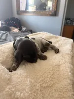 green collar, a male German Shorthaired Pointer for sale in Hesperia, CA – Photo 4 of 4