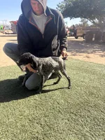 green collar, a female German Shorthaired Pointer for sale in Hesperia, CA – 2 of 4
