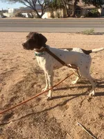 Taz, a male German Shorthaired Pointer for sale in Hesperia, CA – 6 of 6
