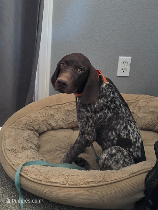 gray collar – German Shorthaired Pointer puppy for sale in Hesperia, CA