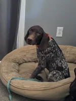 gray collar, a male German Shorthaired Pointer for sale in Hesperia, CA – 1 of 5