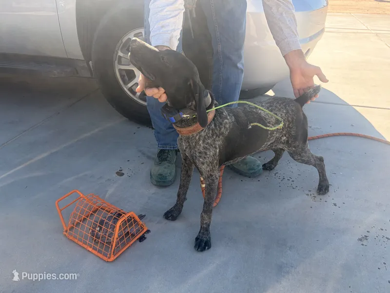 blue collar  – German Shorthaired Pointer puppy for sale in Hesperia, CA