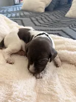 blue collar, a male German Shorthaired Pointer for sale in Hesperia, CA – Photo 1 of 3