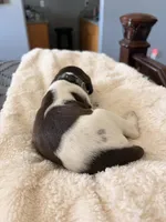 blue collar, a male German Shorthaired Pointer for sale in Hesperia, CA – Photo 3 of 3
