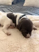 blue collar, a male German Shorthaired Pointer for sale in Hesperia, CA – Photo 2 of 3