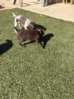 Coco, a  German Shorthaired Pointer for sale in Hesperia, CA – 3 of 10