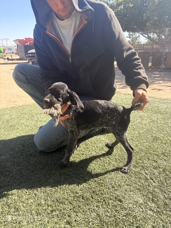 red collar – German Shorthaired Pointer puppy for sale in Hesperia, CA