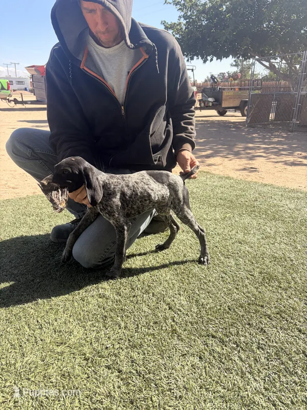 yellow – German Shorthaired Pointer puppy for sale in Hesperia, CA