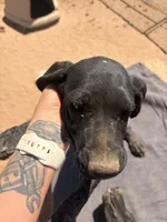 red collar, a female German Shorthaired Pointer for sale in Hesperia, CA – 4 of 4