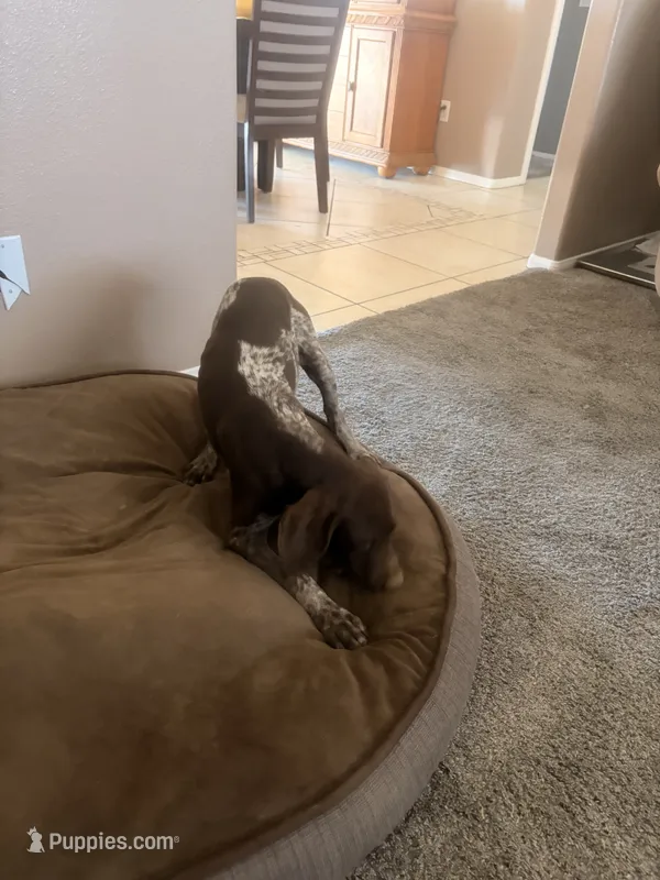 gray collar – German Shorthaired Pointer puppy for sale in Hesperia, CA