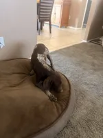 gray collar, a male German Shorthaired Pointer for sale in Hesperia, CA – 2 of 7