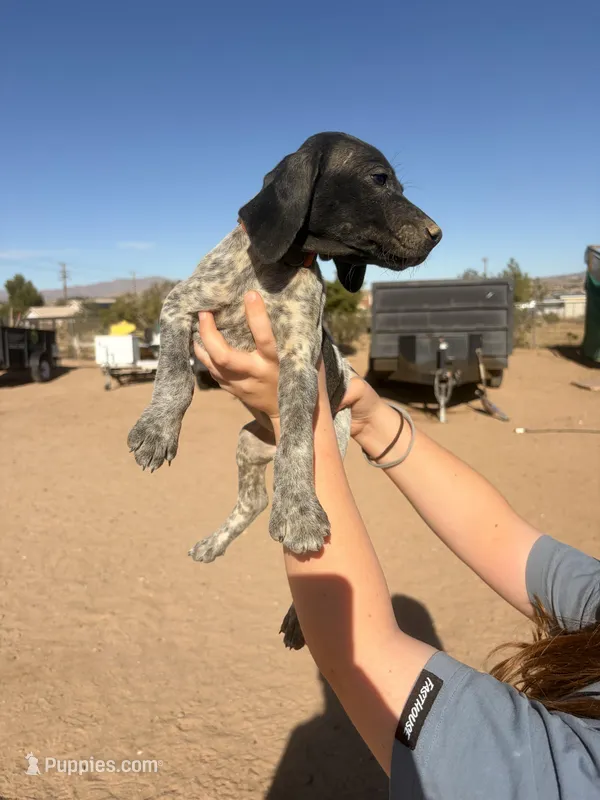 red collar – German Shorthaired Pointer puppy for sale in Hesperia, CA