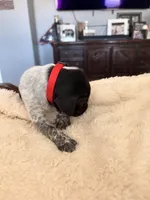 red collar, a male German Shorthaired Pointer for sale in Hesperia, CA – Photo 2 of 4