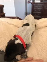 red collar, a male German Shorthaired Pointer for sale in Hesperia, CA – Photo 3 of 4