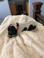 red collar, a male German Shorthaired Pointer for sale in Hesperia, CA – Photo 4 of 4
