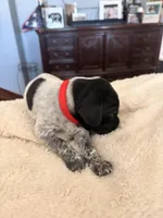 red collar, a male German Shorthaired Pointer for sale in Hesperia, CA – Photo 1 of 4