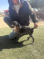 blue collar , a female German Shorthaired Pointer for sale in Hesperia, CA – 4 of 6