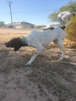Taz, a male German Shorthaired Pointer for sale in Hesperia, CA – 5 of 6