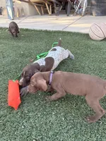 Coco, a  German Shorthaired Pointer for sale in Hesperia, CA – 7 of 10