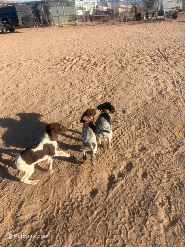 blue collar – German Shorthaired Pointer puppy for sale in Hesperia, CA