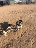 blue collar, a male German Shorthaired Pointer for sale in Hesperia, CA – 2 of 8