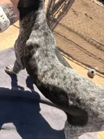 blue collar , a female German Shorthaired Pointer for sale in Hesperia, CA – 5 of 6