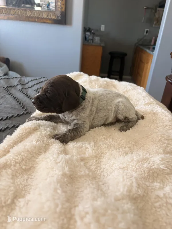 forest green – German Shorthaired Pointer puppy for sale in Hesperia, CA
