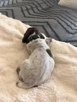 forest green, a male German Shorthaired Pointer for sale in Hesperia, CA – Photo 3 of 3